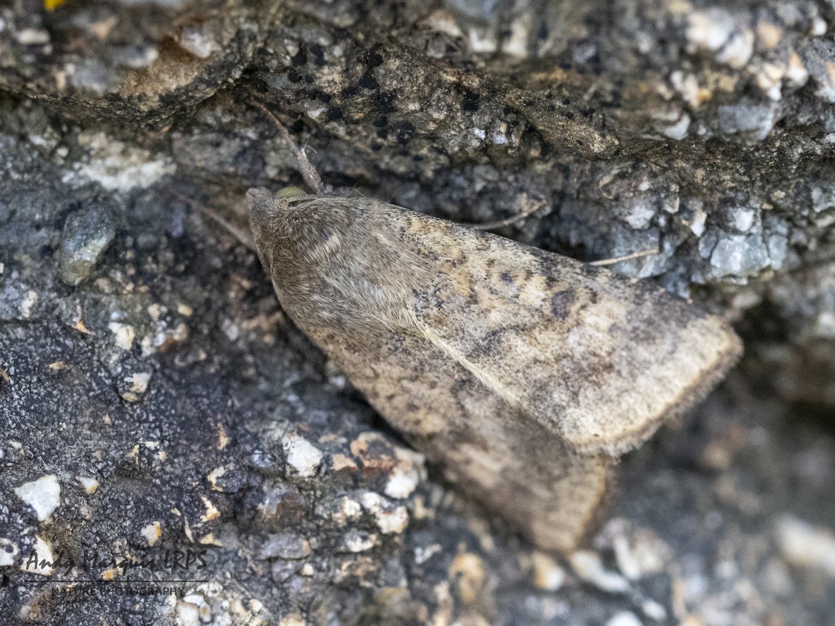 AndymarquisH's tweet photo. A few #moths from the cliff trap in #Guernsey last night, things I don't see so much at home.
Star moths were 4 x Brindled Ochre, 12 x Feathered Brindle, Mallow, 6 Scarce Bordered Straw and 27 Radford's Flame Shoulder. The only micro was Rusty Dot which is a shame. https://t.co/L7SfYM2ygF