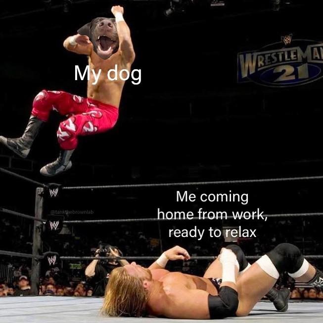 The Dalbo Dog tweet media