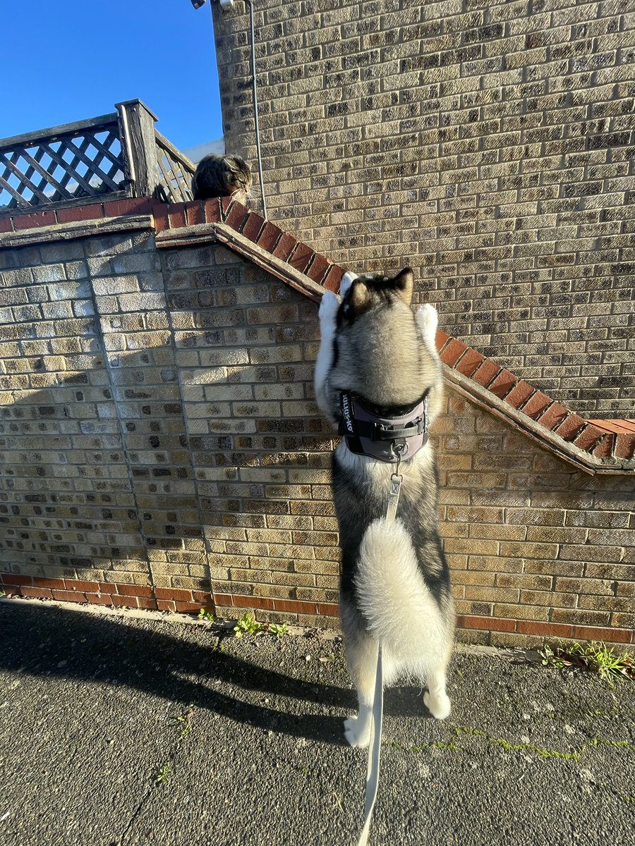 👋 

#AlaskanMalamute