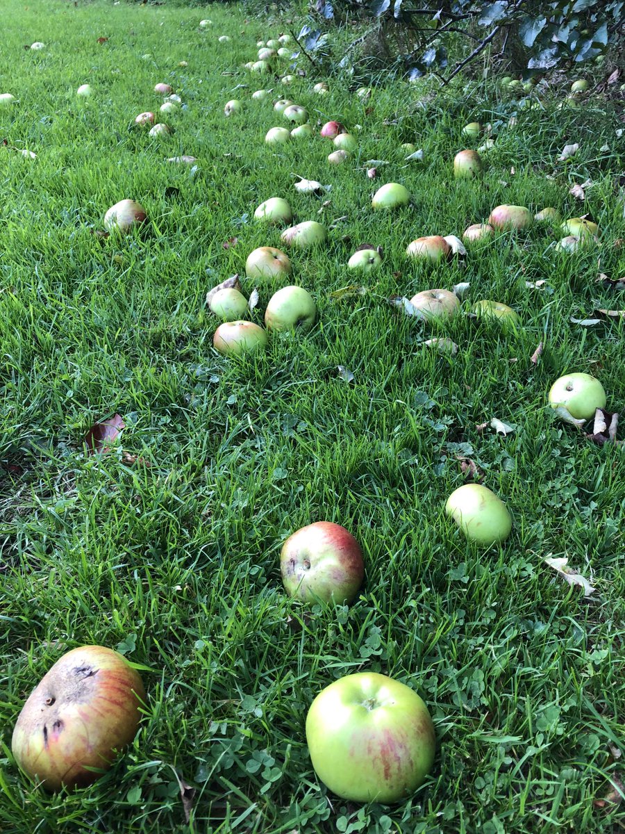 JonesTheRose's tweet photo. Clocks have gone back, summer has gone and autumn is definitely here, apples falling every day, thank goodness the pigs love them #jonestherose #autumn #windfallapples https://t.co/Ho5nXsZzyJ