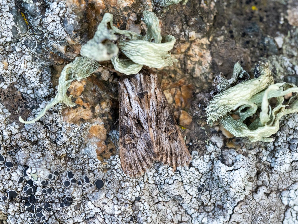 A few #moths from the cliff trap in #Guernsey last night, things I don't see so much at home.
Star moths were 4 x Brindled Ochre, 12 x Feathered Brindle, Mallow, 6 Scarce Bordered Straw and 27 Radford's Flame Shoulder. The only micro was Rusty Dot which is a shame.