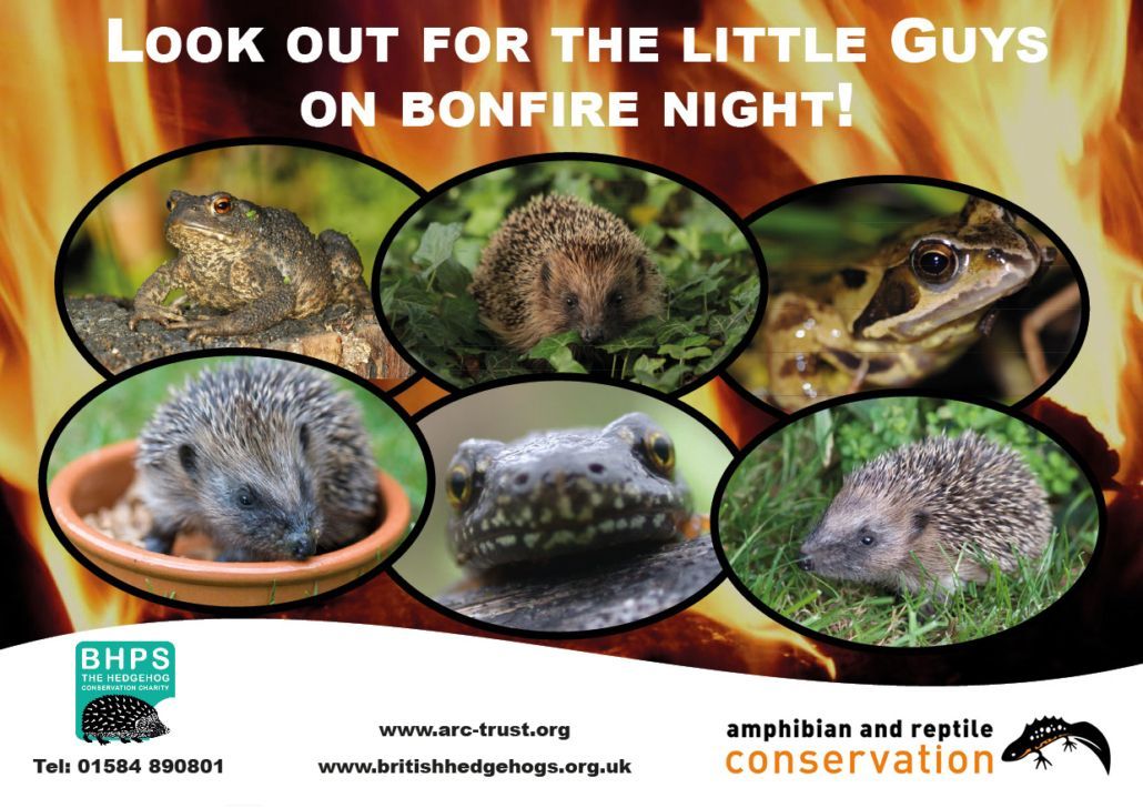 It's almost #BonfireNight - but do you even need to have a bonfire this year? 
The fewer bonfires there are, the fewer wildlife casualties there are too.

Check out our ideas for a more #wildlife-friendly way to mark it👇
buff.ly/4gOztBx
#rememberhedgehogs <a href="/ARC_Bytes/">Amphibian and Reptile Conservation</a>