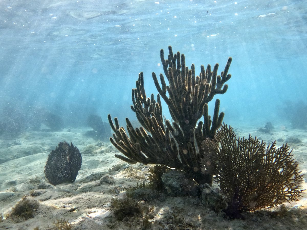 EuroGeosciences's tweet photo. The #EGU25 Geosciences Information For Teachers (GIFT) workshop will be on "Exploring the sea floor".

This special event for #teachers is now open for applications &amp; will be held in Vienna, Austria 27-30 April 2025.

Apply by 25 November: https://t.co/EKB7Z4XGse
#EdChat #NTchat https://t.co/xMWgyxyY25