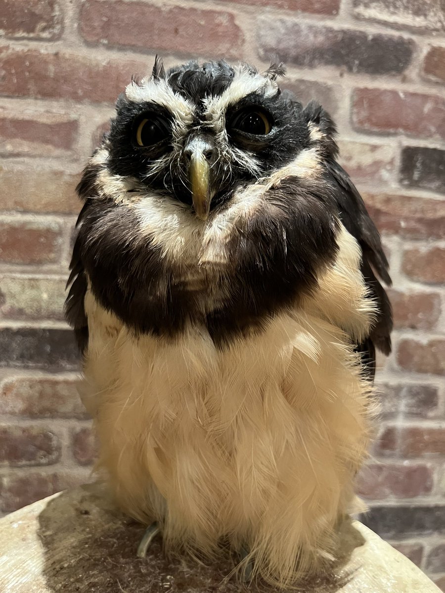 やっぱメガネさん