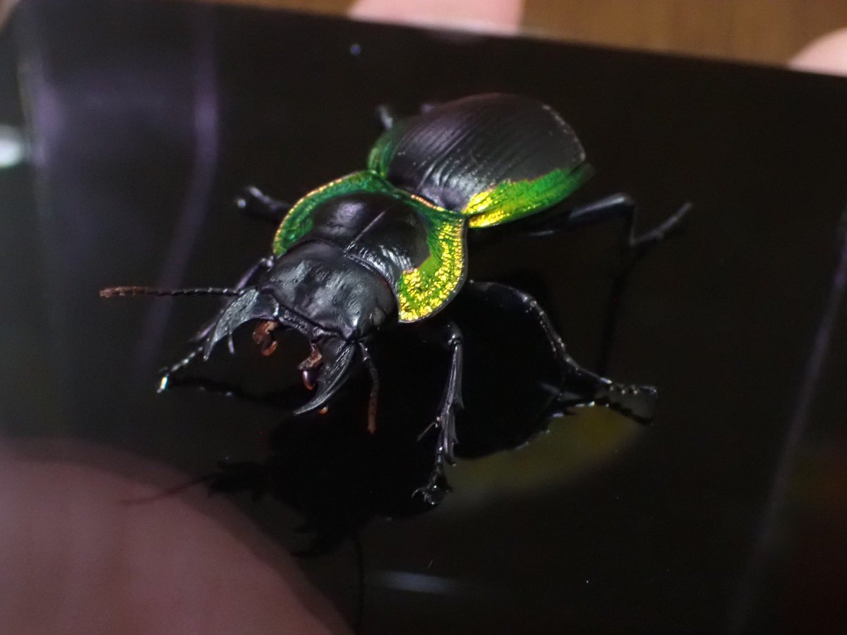 アカヘリエンマゴミムシ 立体標本