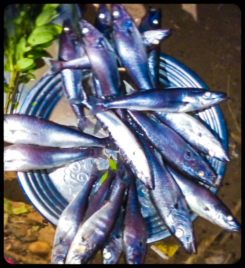 sinrenovat's tweet photo. Dear distinguished guests, do not forget to taste the #Mukeke, which is not found anywhere except in lake #Tanganyika #Burundi #ComesaSummit2024 https://t.co/KhmVzrACWR