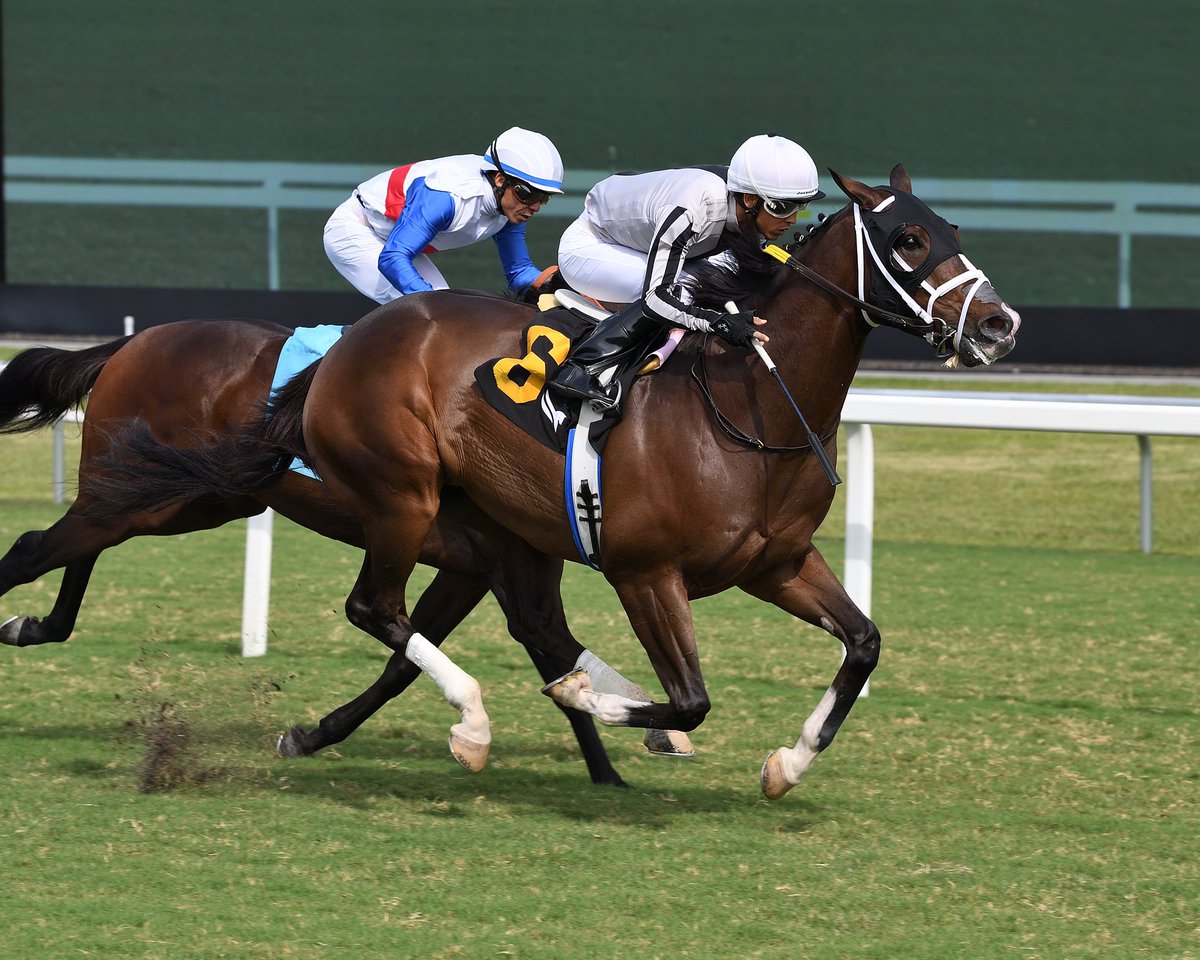 SaffieJosephJr's tweet photo. King d’Oro

Claiming $25,000
Jockey: Edgard Zayas
Trainer: Saffie Joseph, Jr.
Owner: Mathis Stables LLC

2️⃣8️⃣th victory for Saffie Joseph, Jr. #GulfstreamPark #SunshineMeet Saturday, October 26, 2024 #TeamJosephJr 

📸 @coglianesephoto • Lauren King • @RyanFromChicago https://t.co/983gZzhQ30