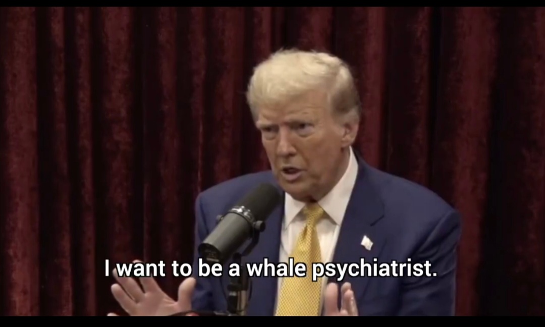 PeterWMurphy1's tweet image. Apparently, if he loses on Nov5, Trump wants to be a whale psychiatrist. (Or at least that's what he told Joe Rogan.) #TrumpIsWeird #HarrisWalz2024 #VoteBlue 🌊