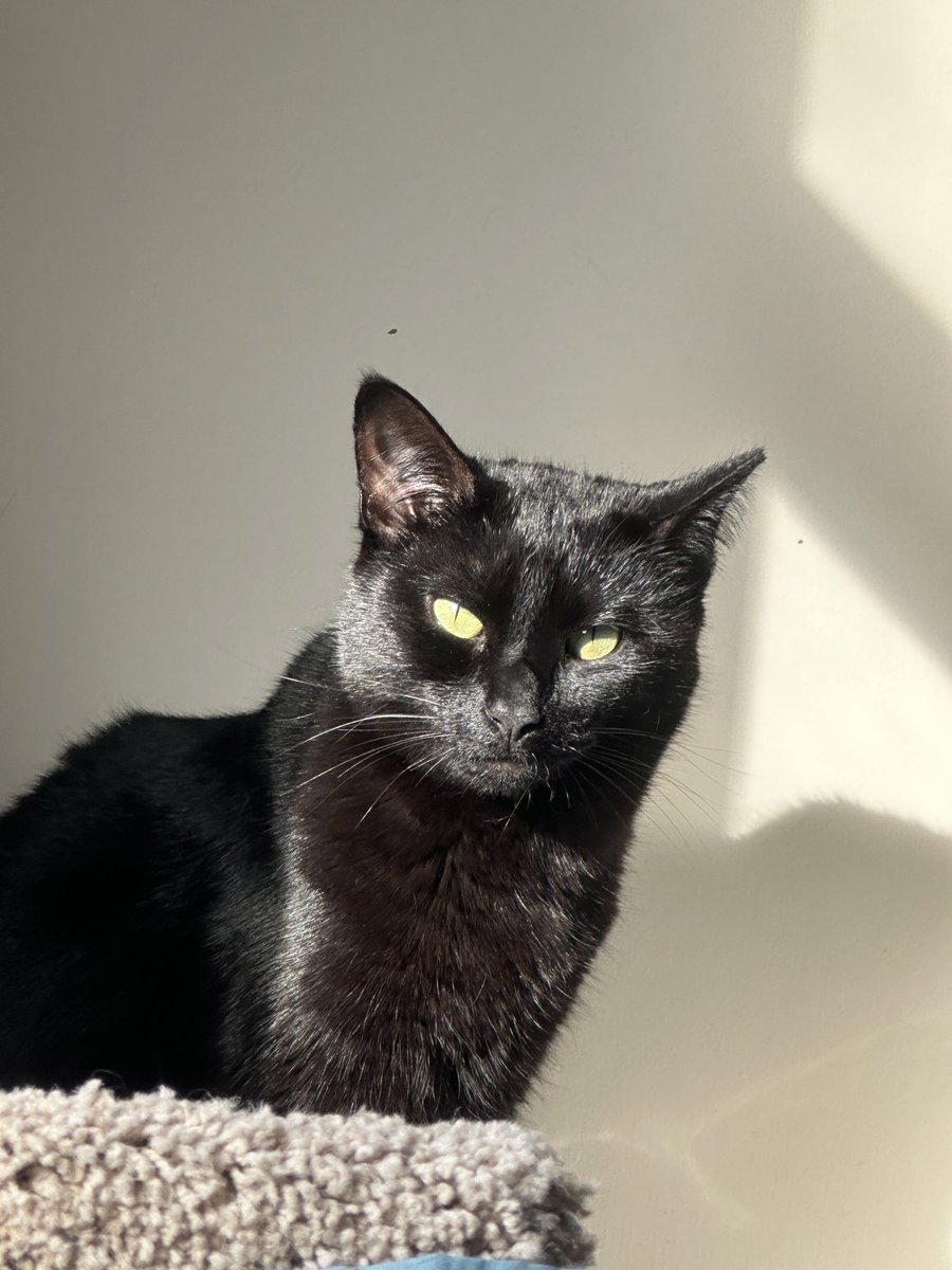 Vegonly's tweet photo. @SimonsCat Beanie the tiny panther https://t.co/KuxhxCv8F1