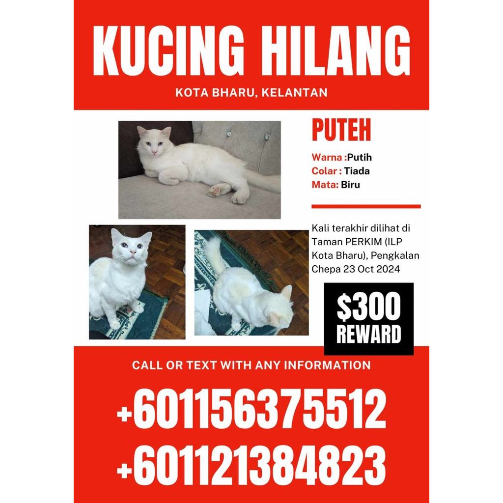 Kucing Hilang

Hai, Ada sesiapa nampak kucing ni tak?
Nama dia Puteh. Puteh hilang sejak 23 Oktober 2024.
Last nampak dekat Taman Perkim (ILP Kota Bharu)
Minta tolong jasa baik korang untuk share

#kucinghilangjumpamalaysia
#pengkalanchepa
#kotabharu
#kelantan
