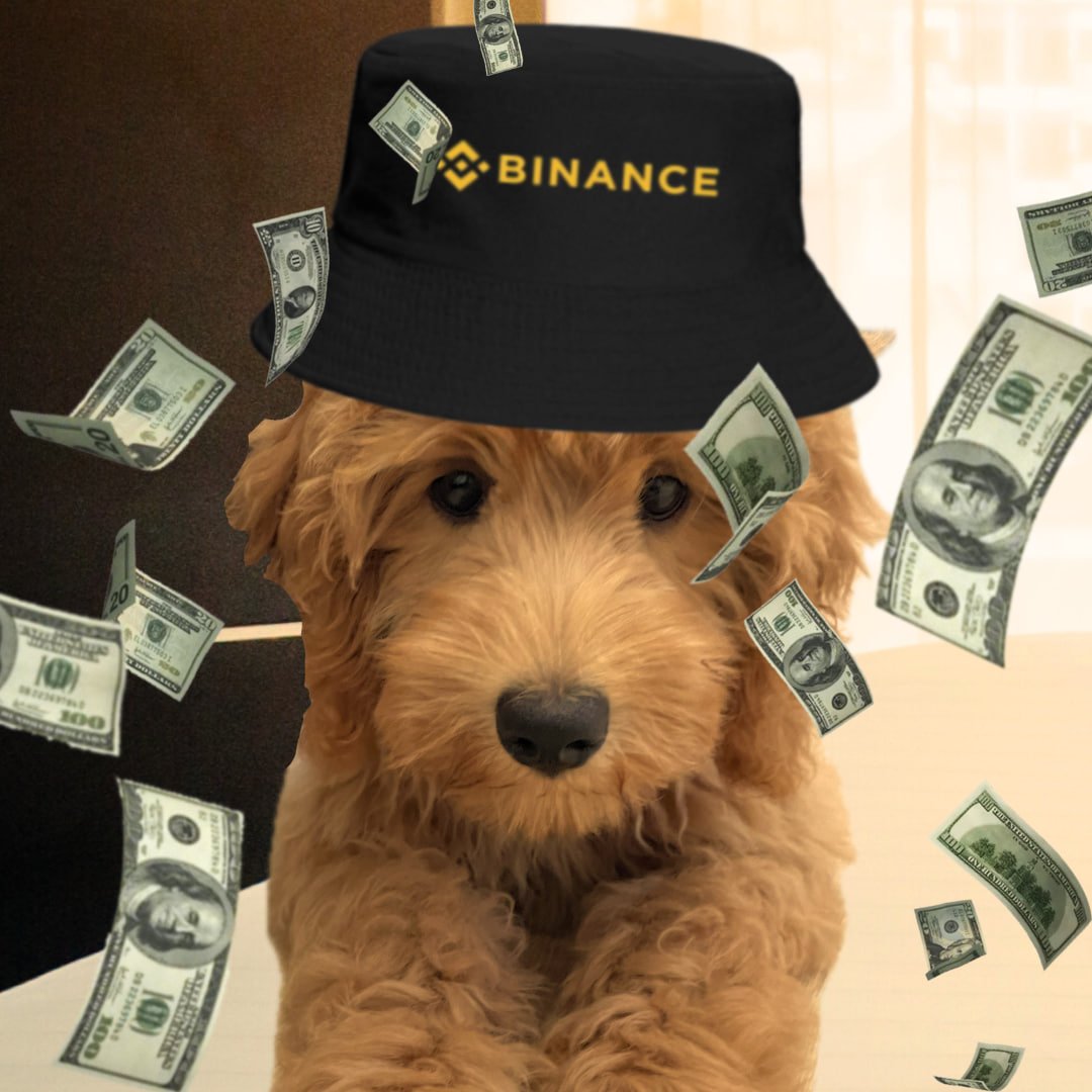 Dolly 🐩 tweet media