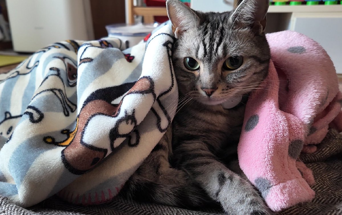 ウチの猫が大好きな毛布🐼

#猫 #猫のいる暮らし #アメショ #パンダと犬  
[4K]猫がお気に入りの毛布から離れてくれません・・・ youtu.be/ti3ZueUoqjM?si… <a href="/YouTube/">YouTube</a>より