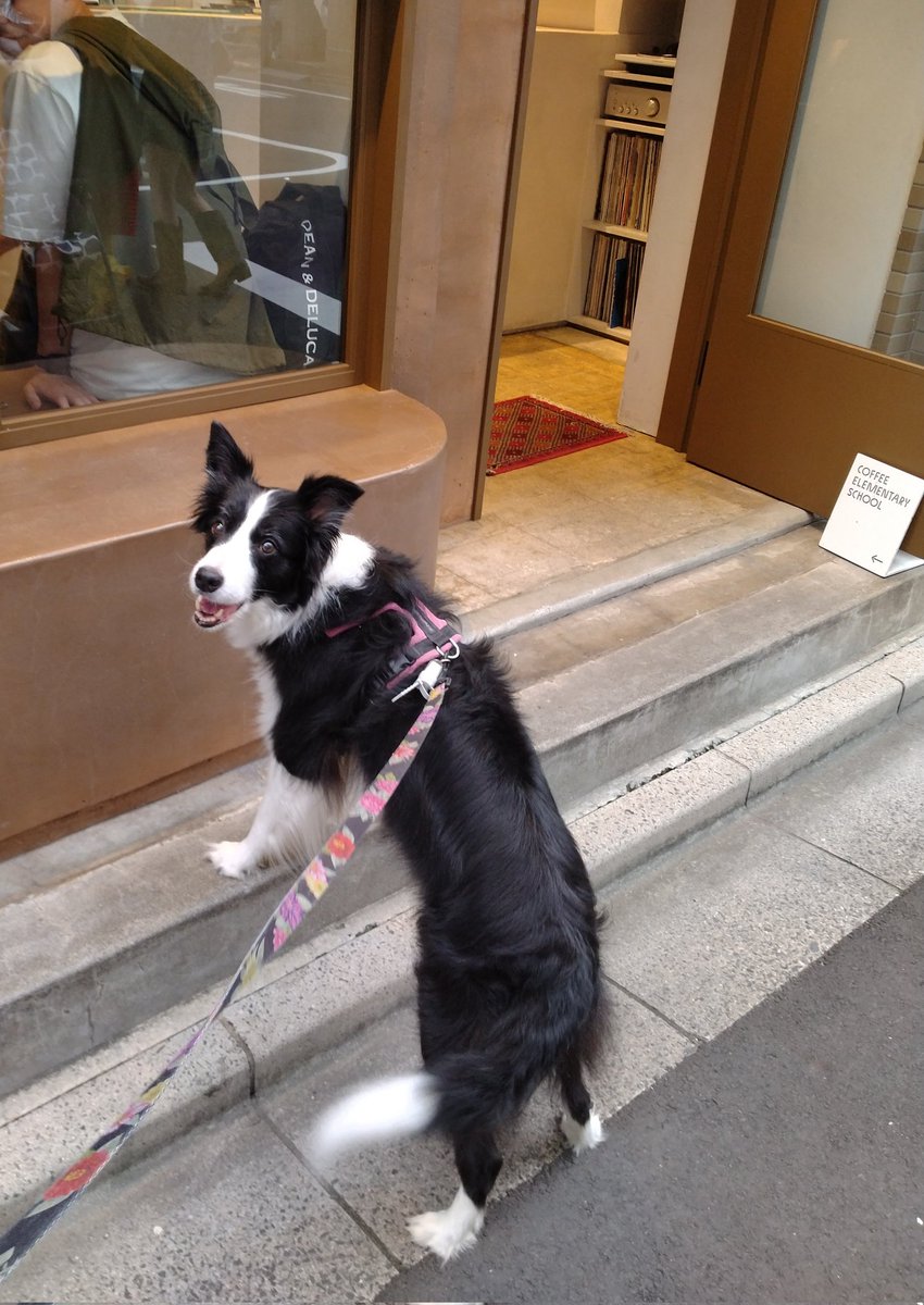 BorderCollieFeb's tweet photo. 最近のふぇぶさん♡🐾🚲️🥏
(ブレてるのは激しくヘッドシェイク中🌀)

カフェ好き🩷というより
豆乳🍼とオヤツとナデナデが好きなのだな😂
((¯―¯٥)涙がでてるのは、風？おネム？🤭) https://t.co/hsr5cCXnBw