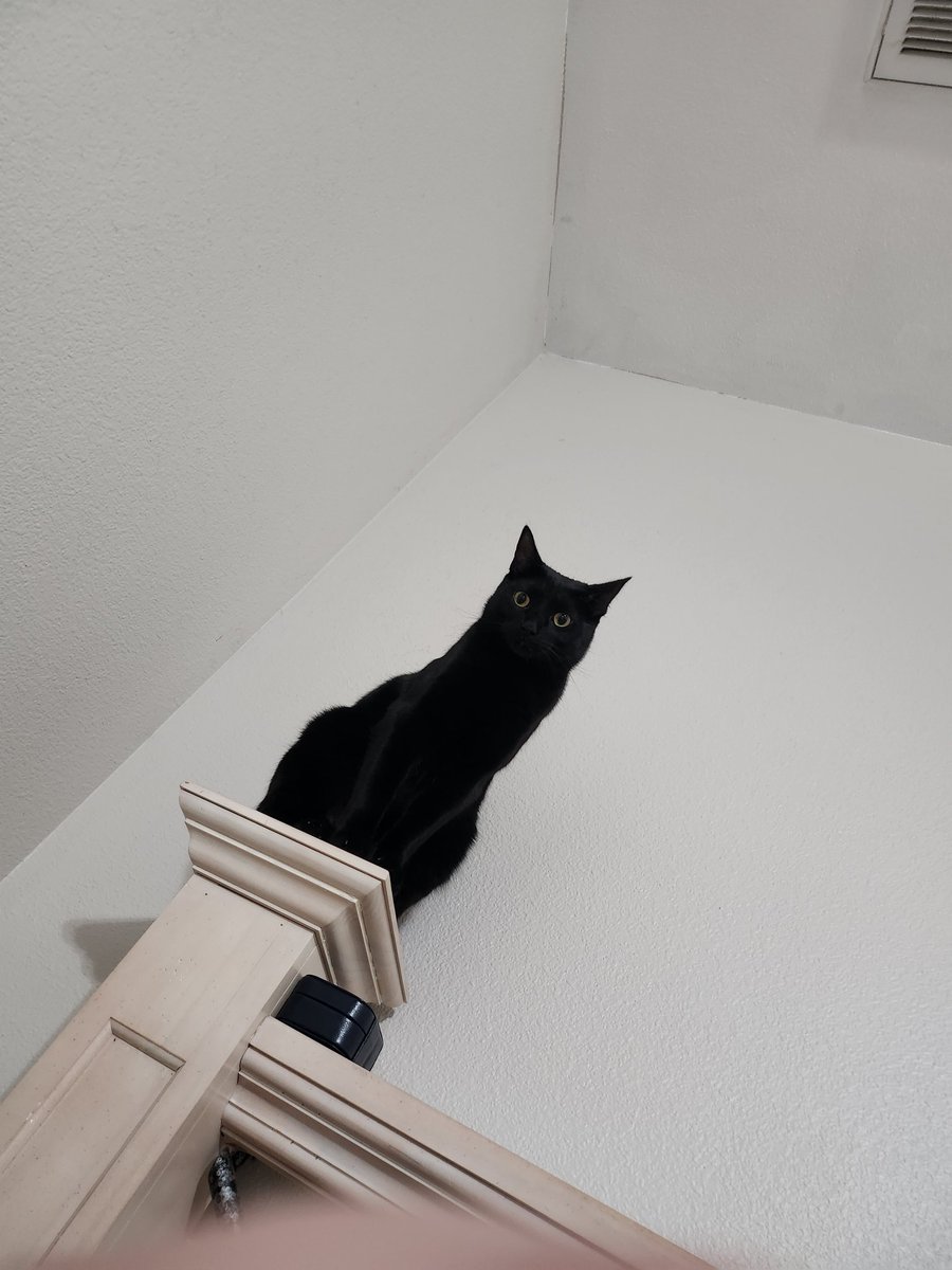 magedusted's tweet photo. Happy National  Black Cat Day from one of my miniature household rulers! 😸💖 I love you, Spiffy!

#nationalblackcatday #BlackCat https://t.co/llOSXMhSHW