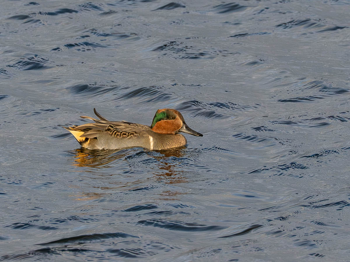 mainlybirds's tweet photo. Green-winged Teal, Alturlie, Inverness this morning.
@highlandbirds https://t.co/XGbUhwwqpX