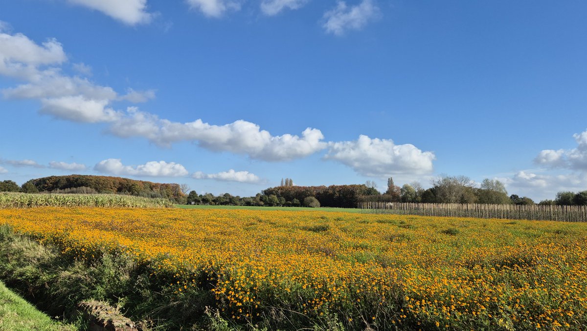 j_winne's tweet photo. Wetteren 12.25 u. #vrtweer https://t.co/Ti4KR3iWXy