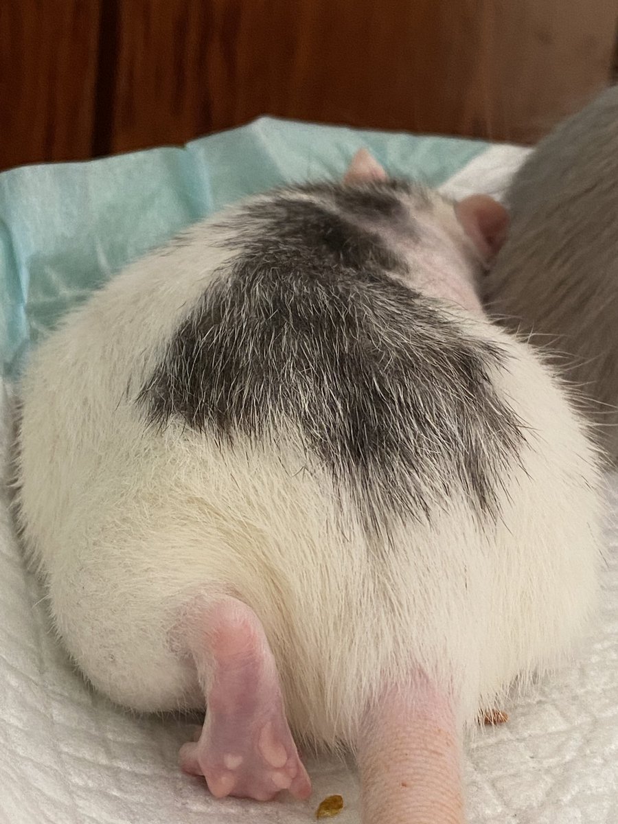 肉感十足的大屁股🥰#玉足 #肉臀