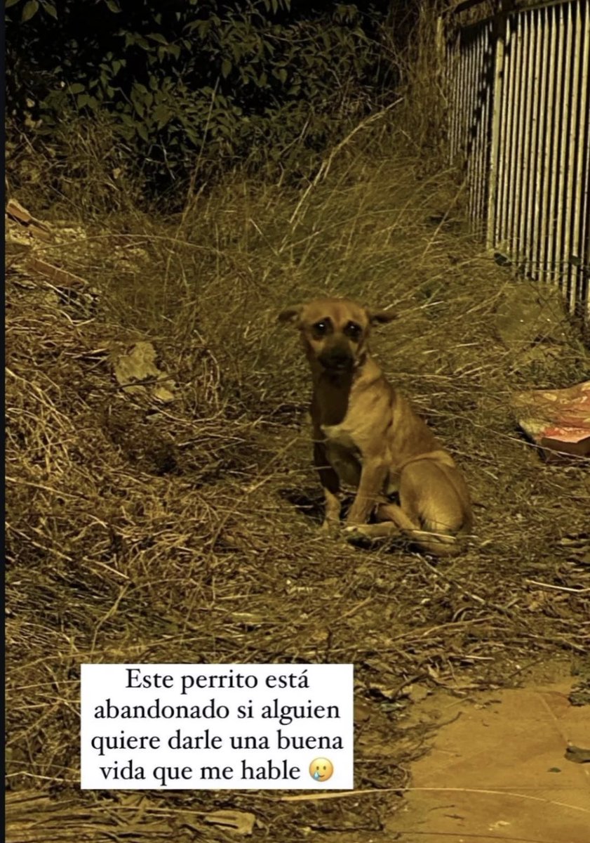 annge_1's tweet photo. Han abandonado a esta cosa tan preciosa llegando al puntal, en Murcia, es muy bueno, se lleva bien con los perros pero las personas le dan miedo. Poco a poco nos podemos acercar más a el. Sería genial poder buscarle un hogar donde pueda ser feliz ❤️‍🩹 Más info MD https://t.co/jNUHqRXaqf