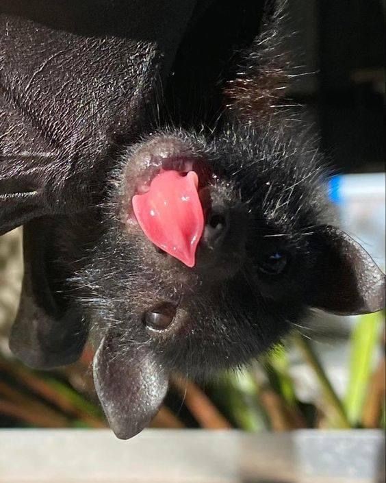 batvirtual tweet picture