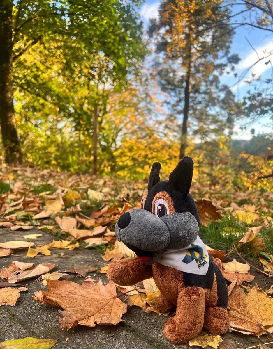 Rather than #wheresbob it’s more a case of spot the Bob with all the winter leaves 🍂 at the moment. Nevermind spot the 💩!