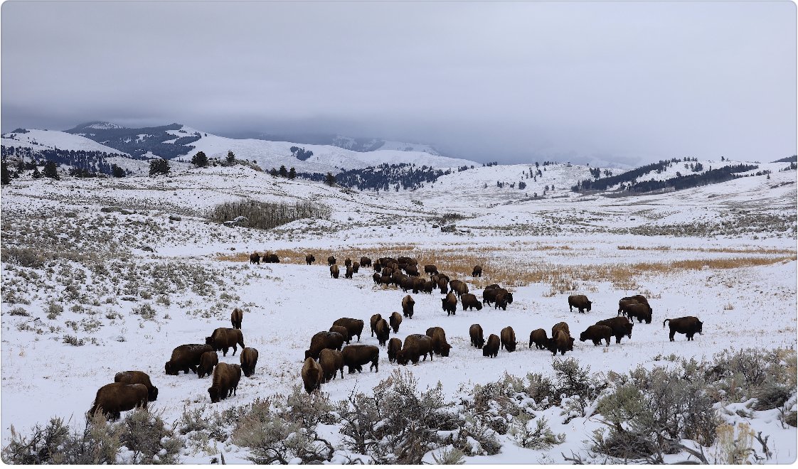 Good morning from <a href="/AltYelloNatPark/">AltYellowstoneNatPar</a>