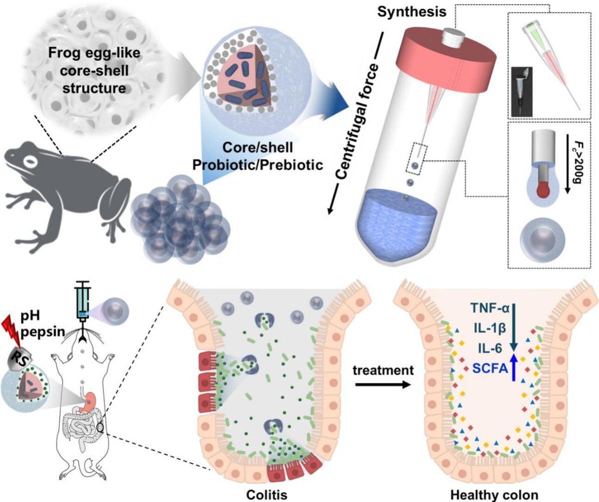 JCRnEDITORS's tweet photo. Bioinspired core-shell microparticle for dual-delivery of prebiotic and probiotic for the treatment of ulcerative colitis.
| Ke Luo @OUC1924 |
#microparticle #prebiotic #probiotic #colitis
https://t.co/XfX02YNm1J https://t.co/v9A3kRC1yC