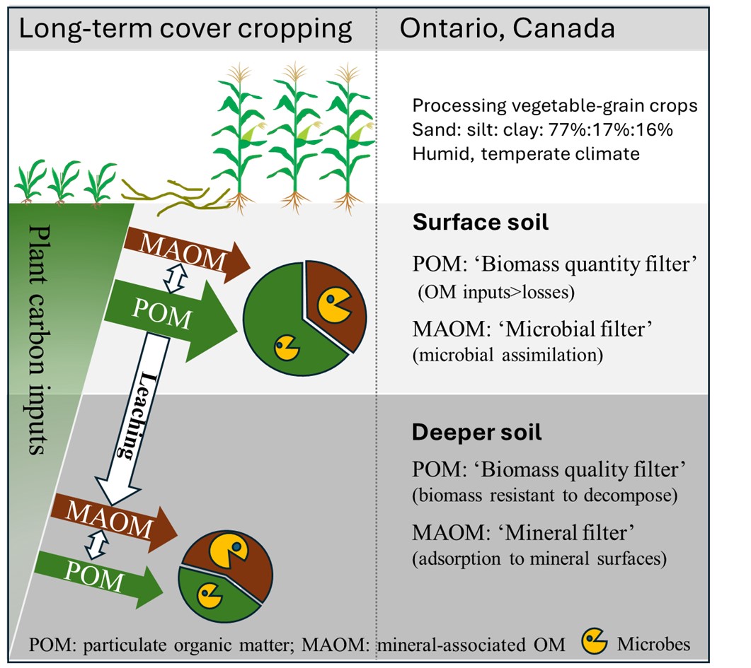 New in Geoderma Regional: “Surface soil sampling underestimates soil carbon and nitrogen storage of long-term cover cropping” by Yajun Peng and Laura L. Van Eerd
sciencedirect.com/science/articl…