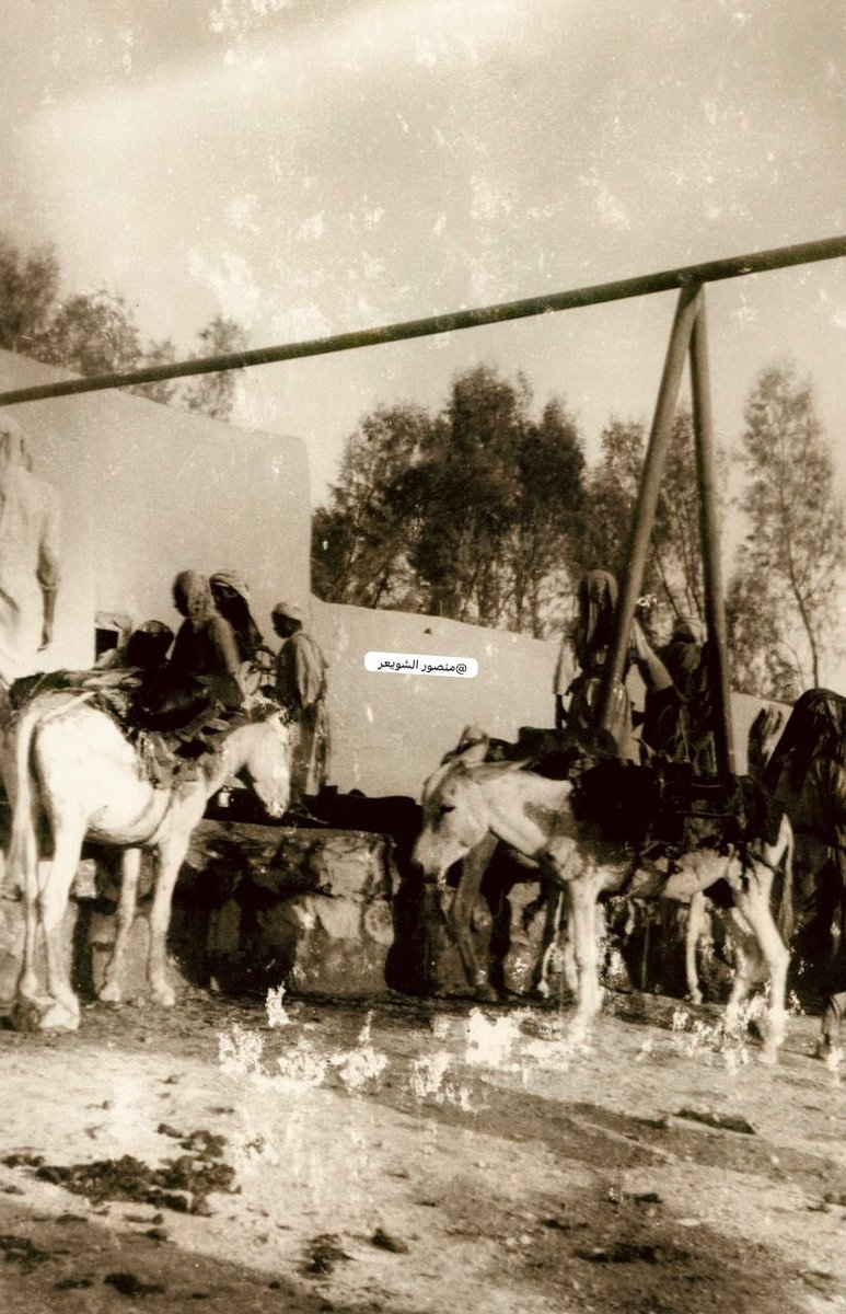 MansourShuwaier's tweet photo. مصادر المياه القديمة في الرياض:
كان مصدر مياه الشرب الأساسي في الرياض القديمة هو الآبار أو القلبان المحلية. و هذه الآبار والقلبان محفورة يدويا عبر السنين في معظم البيوت حيث يحتوي البيت خصوصا الكبير منها، على بئر توفر ماء الشرب وما تحتاجه الأسرة من الماء. كما تحتوي الرياض على آبار وقلبان في معظم زواياها، وتسمى ركيات (جمع ركية)، حيث تشمل البئر، ودلو، وحبل (رشا) على محالة إلى قاع القليب، ويُرفع الدلو ويصب في حوض للشرب أو الوضوء (القرو) وقد يتكون من جزئين الاول للوضوء والثاني للشرب، وجرت العادة بان يكون جانب كل مسجد قليب قرو للشرب والوضوء. واما البيوت التي لا يوجد بها بئر فيقوم السقا بإحضار الماء بقربته لهم على ظهره بأجر معلوم وبشكل يومي، او اذا كانت الركية او القليب قريبة من المنزل تقوم السيدات بالمهمة.
حتى أوصلت بلدية الرياض (الأمانة) لكل شارع من الاحياء ماسورة في طرفها صنبور، واصبح الناس يتزودون بالماء من هذا المصدر في هذه المرحلة وبعدها تم ايصال الماء الى البيوت بعد مشروع الحاير.
الصورتين نادرة و لأول مره تشاهد،
من تصوير وتوثيق الأستاذ (عبدالرحمن المحمد الراشد الحميد) رحمه الله،