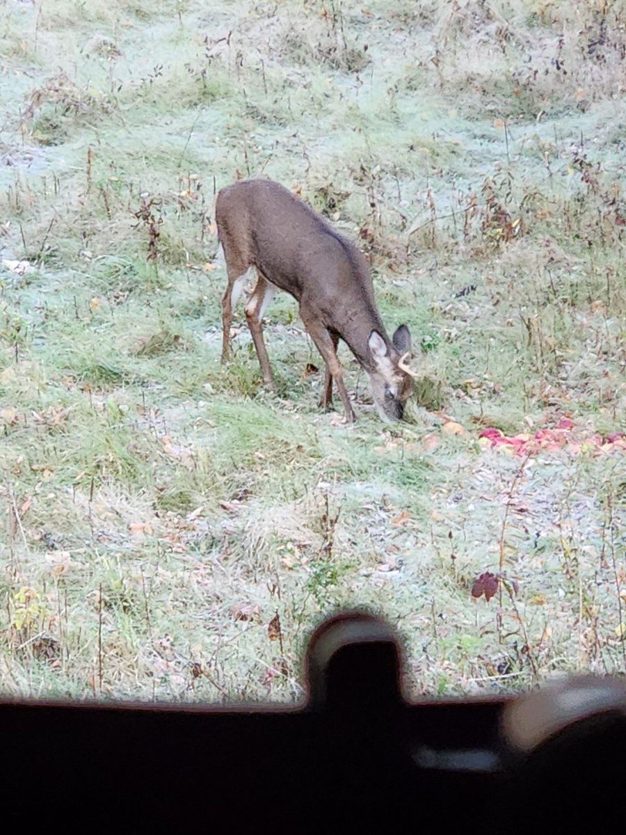 Crisp morning has the deer moving