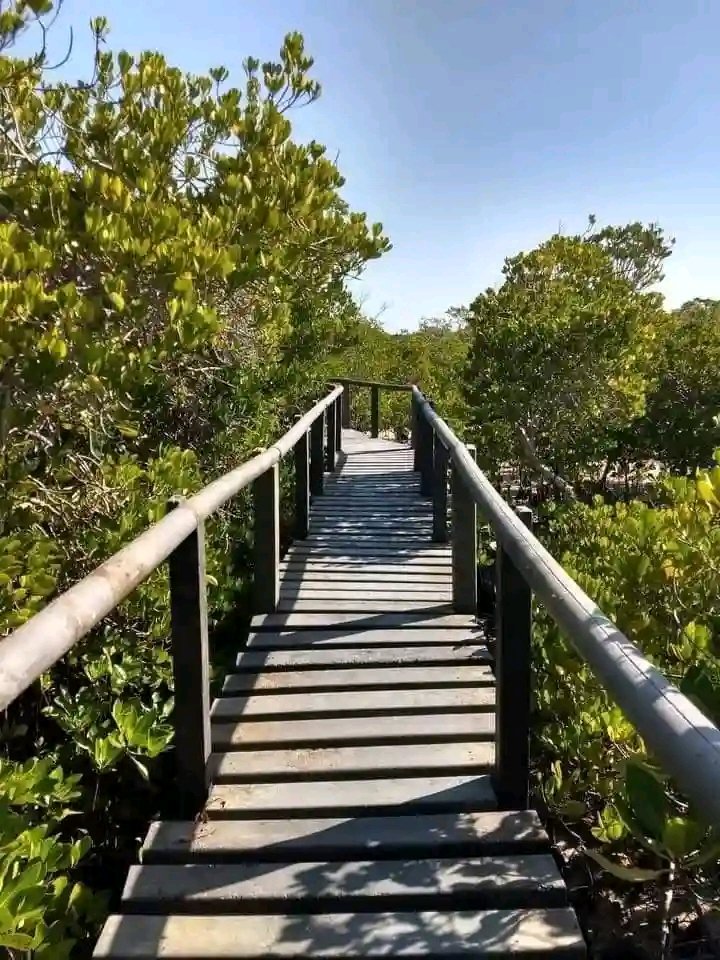 Brisqodon's tweet photo. Mangrove boardwalk  #coastalexpedition https://t.co/qTPqcNCfgM #coastalkeysadventuretoursandtravels https://t.co/NxhAr5Rtka