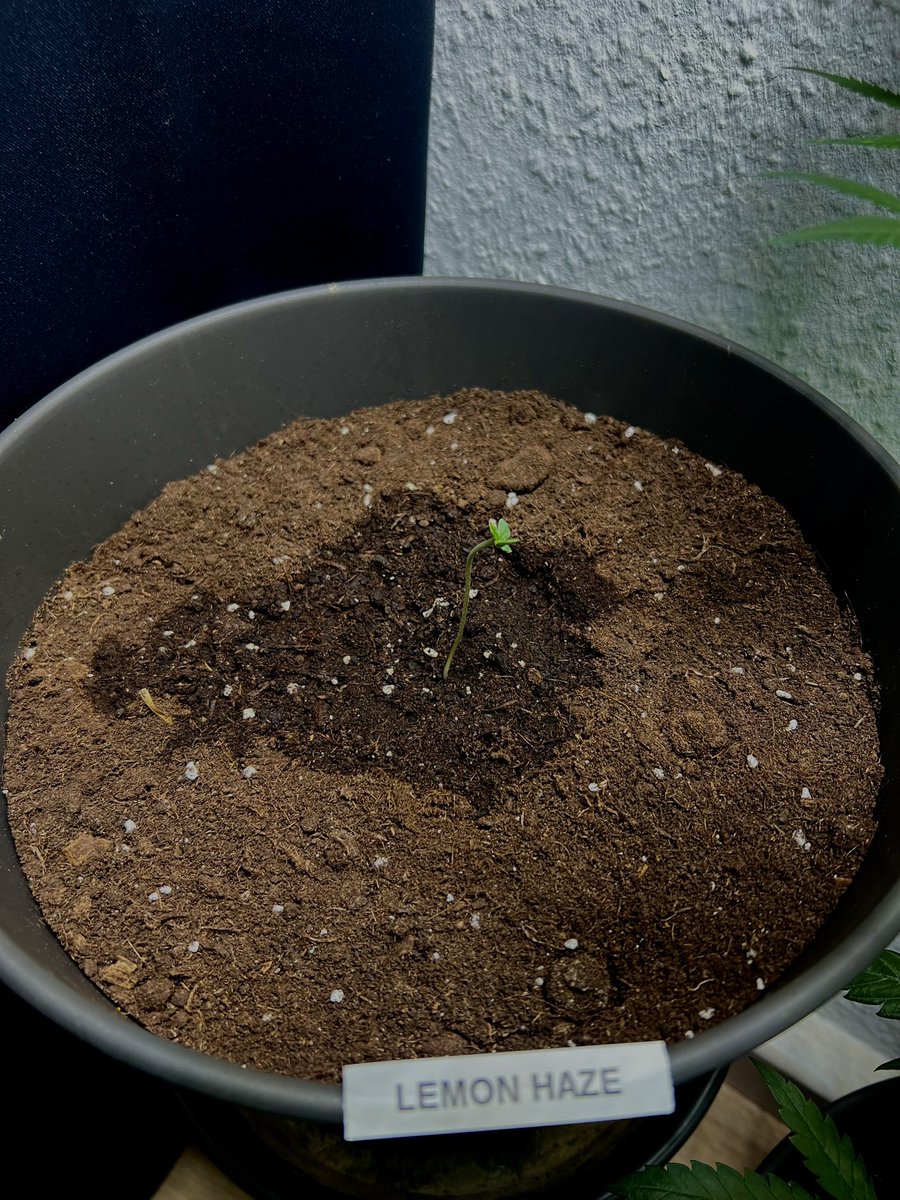 UncleDommyGrows's tweet photo. Day 7: she’s moving a bit slowly, but she’s still in the game. I’m already looking forward to what’s next! How are things going for @budznberries and @Vidaedor7?  Who’s in the lead to win the challenge? https://t.co/CCXei9RiSc