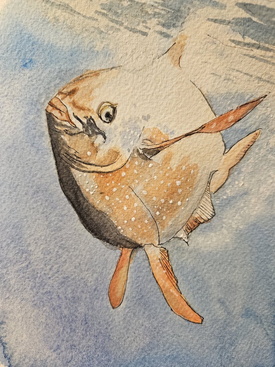 It's flipping Opah day again. 
October #SundayFishSketch