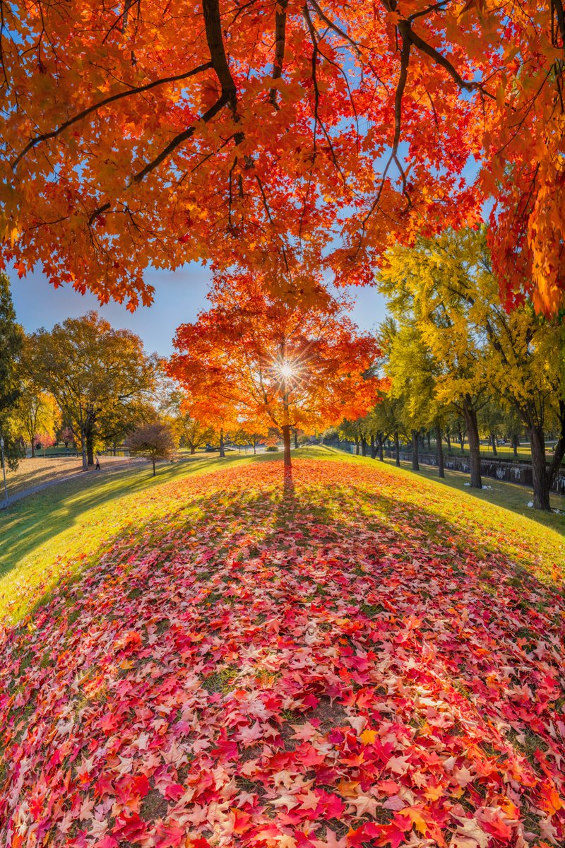 DaveDiCello's tweet photo. A vertorama (vertical panorama) from  yesterday morning on the North Side of #Pittsburgh, showing a 180º view where one of the vibrant red trees is framed both by the fallen leaves on the ground and arching branches of the one next to it. Love how this one came out. https://t.co/UA639vidp4