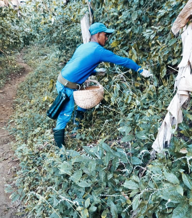Brigada de telecomunicadores 👷 apoyan las labores de recogida de café ☕ en el Segundo Frente Oriental en  Santiago de Cuba 🇨🇺.
Nuestros jóvenes a la vanguardia 💪💪.
#30AñosContigo 💙
#UnidosXCuba