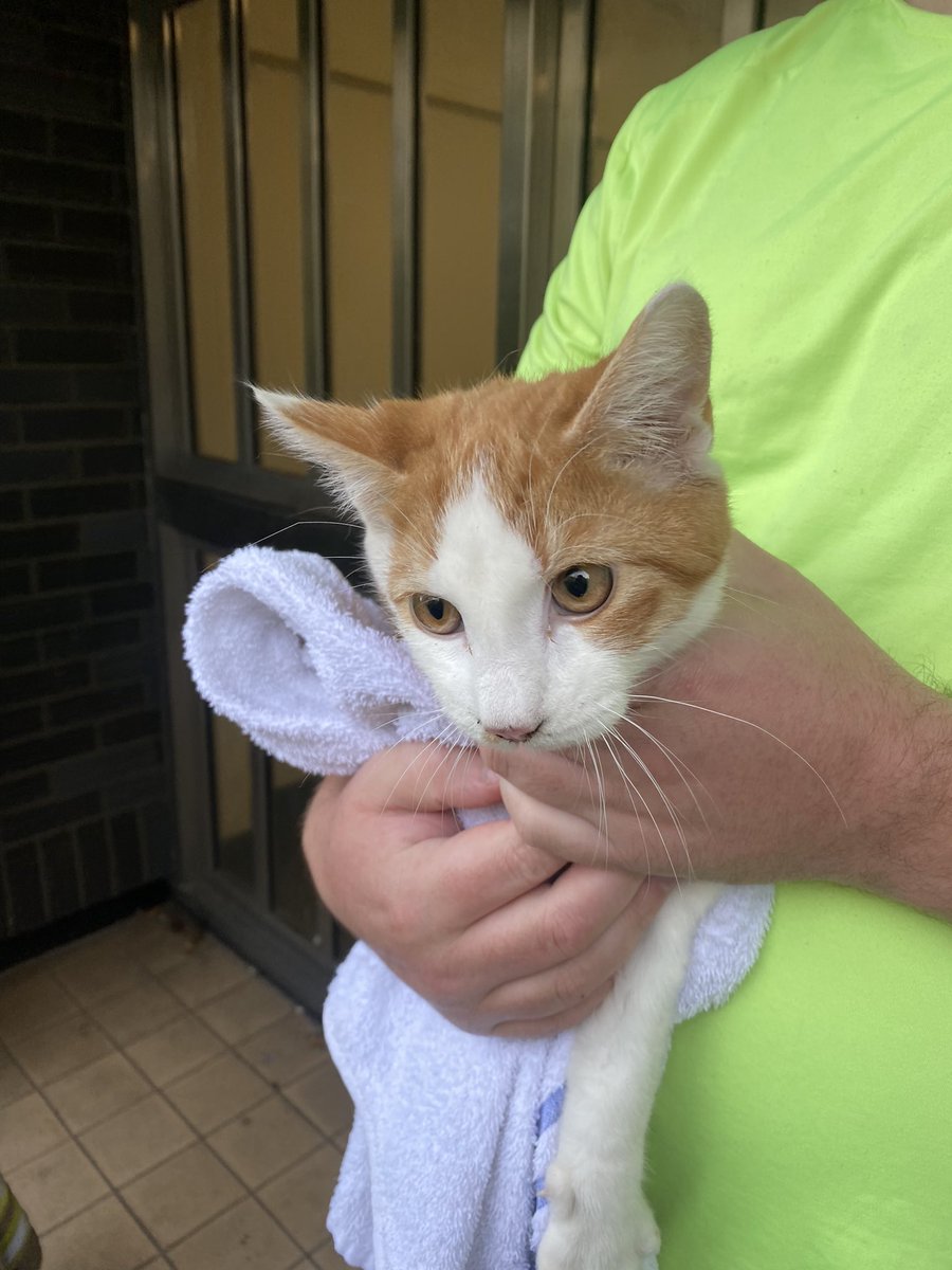 Yes we still do rescue kitty’s, not always in trees though. White watch just rescued this ginger prince outta some tight space between boxed up pipework! 1 grateful owner and a very grateful feline! 🐈🚒🐈