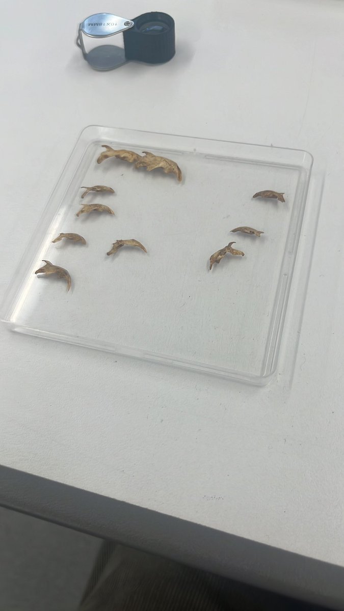 Never thought I’d find tiny animal bones so interesting, any reading recommendations on microfauna and environment/climate?