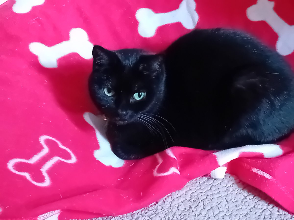 Popperchu's tweet photo. #NationalBlackCatDay https://t.co/X6A3jmCkzL
