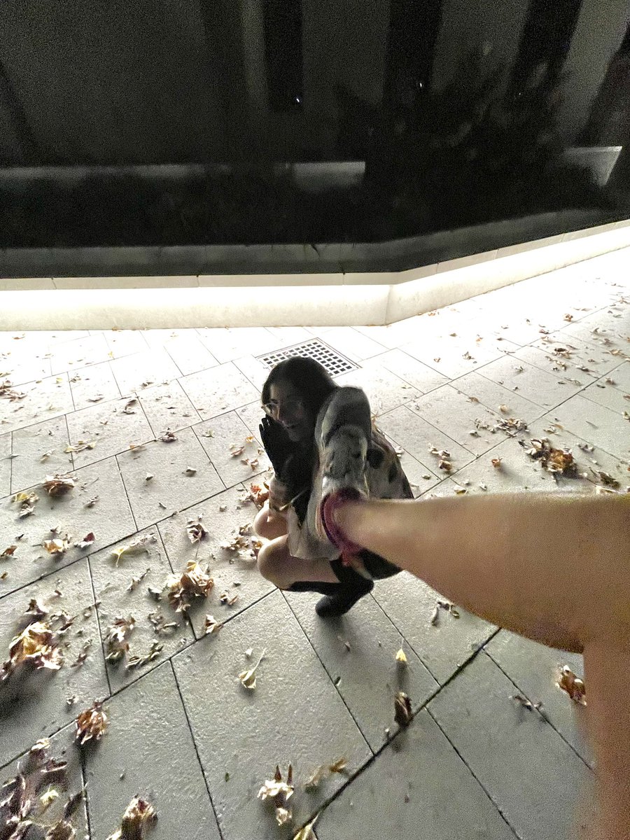 what do you mean you’re a spotted lanternfly