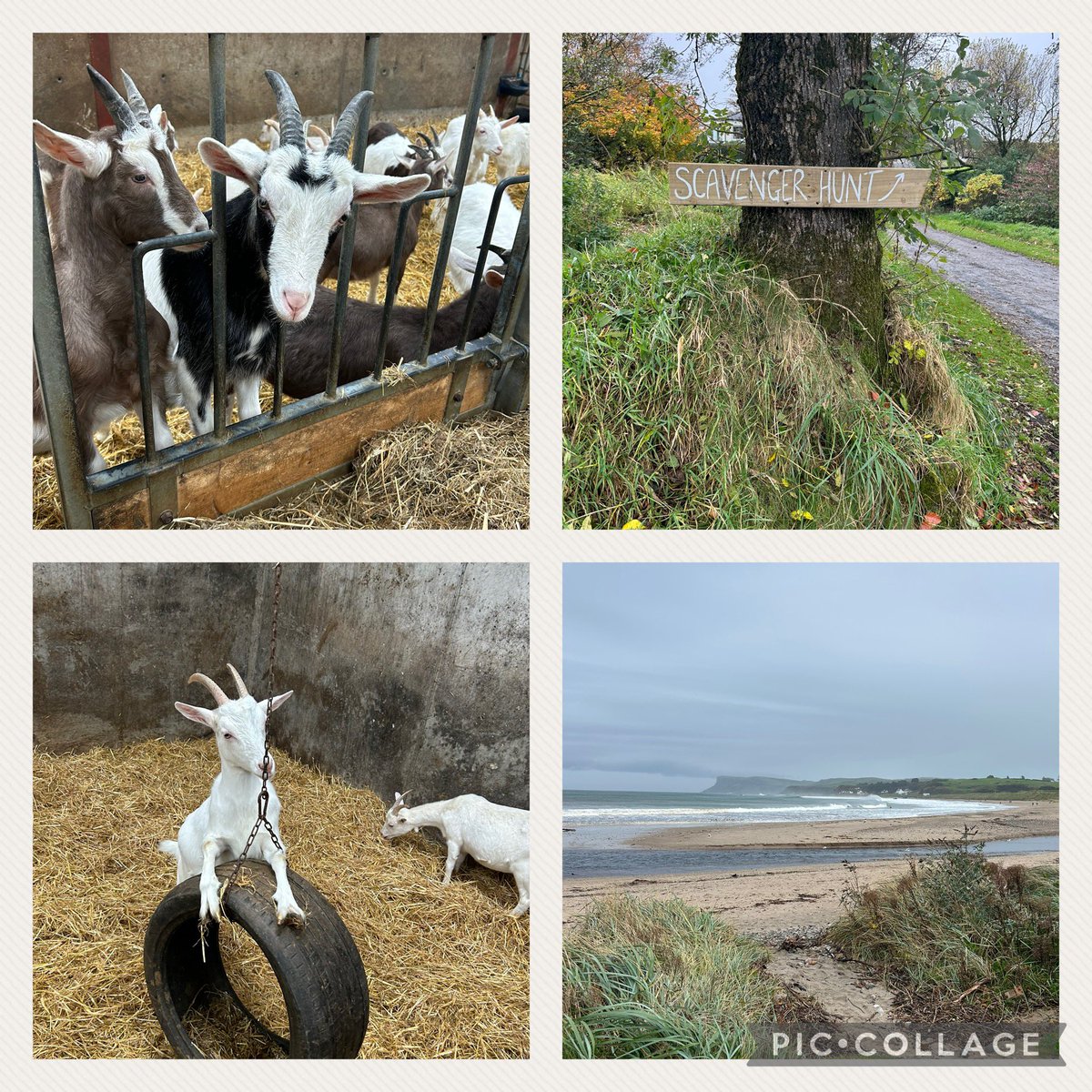 Claire Hanna (@claire7han) on Twitter photo A wet, windy but absolutely wonderful morning spent at our favourite farm <a href="/BroughgammonFrm/">Broughgammon</a> <a href="/seanh4444/">Sean Hanna</a> <a href="/exploreccag/">Explore Causeway Coast And Glens</a> <a href="/EventsCauseway/">Causeway Coast & Glens Events</a>
#halloweenfun A wet, windy but absolutely wonderful morning spent at our favourite farm <a href="/BroughgammonFrm/">Broughgammon</a> <a href="/seanh4444/">Sean Hanna</a> <a href="/exploreccag/">Explore Causeway Coast And Glens</a> <a href="/EventsCauseway/">Causeway Coast & Glens Events</a>
#halloweenfun