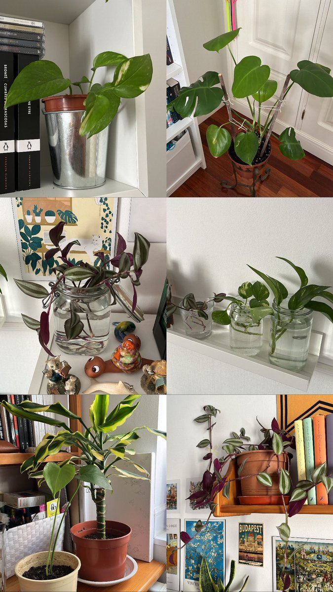 martabpz's tweet photo. nadie es consciente del amor que le tengo a mis plantas es que miradlas https://t.co/HnDpRXpjGd