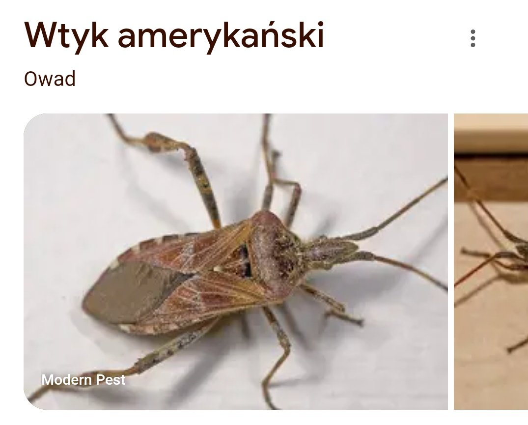 prawdziwyener's tweet photo. jebane cwele, wolałbym już chyba mieć cały pokój w karaluchach niż ze 2 takie https://t.co/koBFbhYqyL