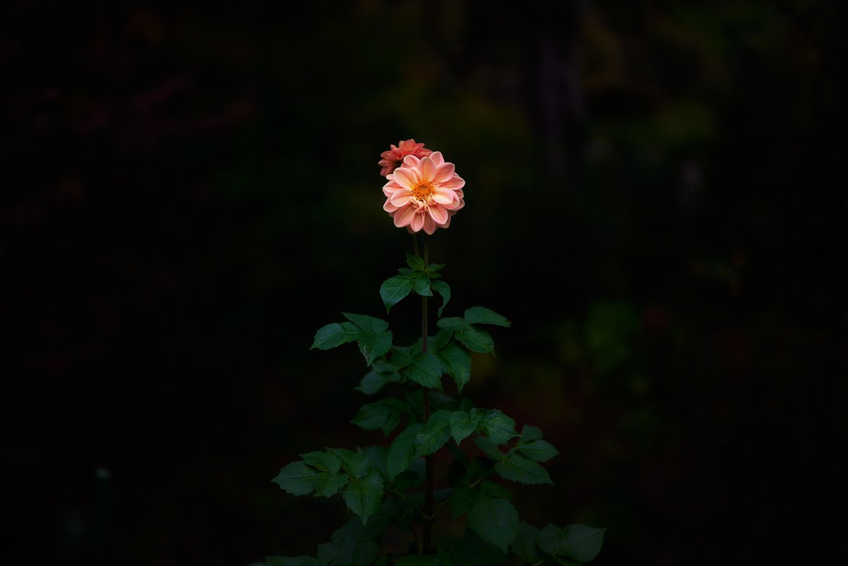 Oshinsan8's tweet photo. #写真好きな人と繋がりたい
#ファインダー越しの私の世界
#キリトリセカイ
#花写真部
#Nikon
#私とニコンで見た世界 https://t.co/lMUpQIBjAA
