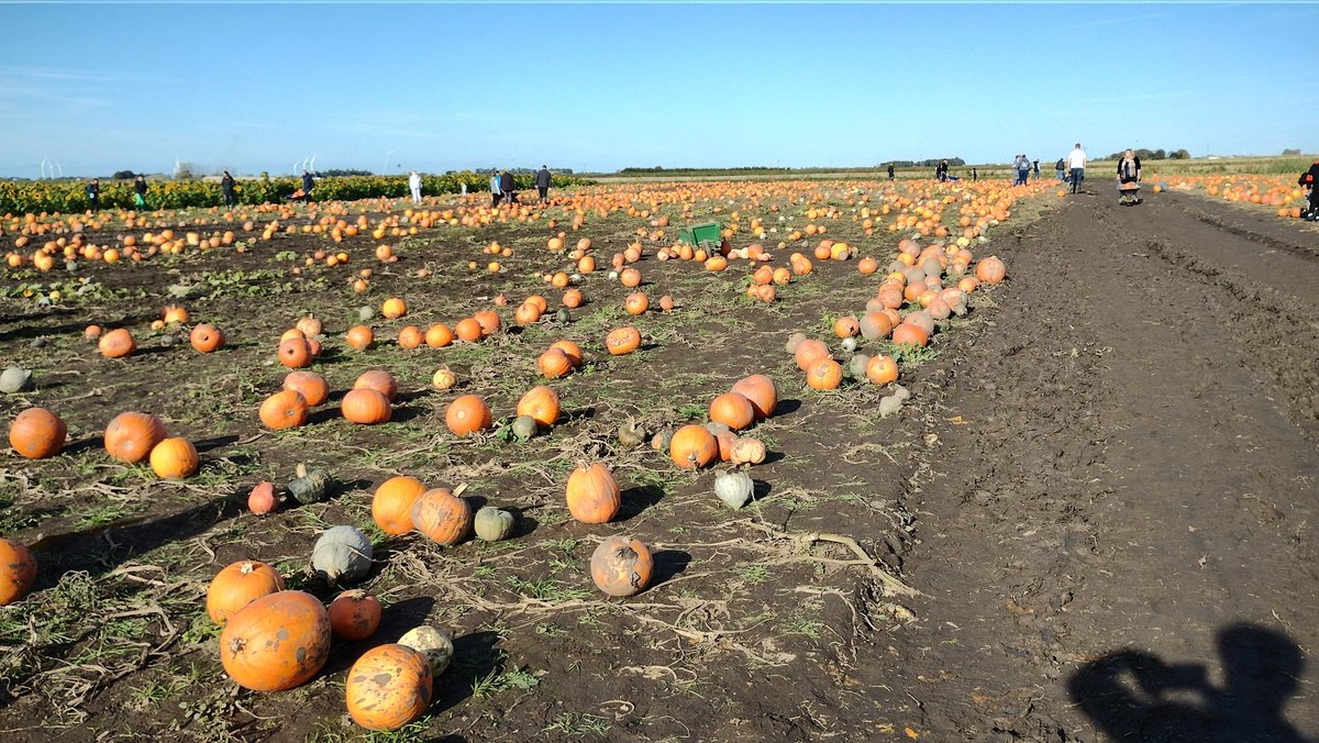 drivelcast's tweet photo. I'm at one of those a Instagram pumpkin patches #makingmemories #blessed #famalam #cashonly https://t.co/CcWZJx1U5C