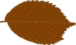 popethcymraeg's tweet photo. Geirfa’r Hydref: 

5. Dail brown = brown leaves 

(note:  soft mutation after the singular:  deilen frown = a brown leaf) 

#YrHydref #WelshAutumnWords https://t.co/0p2TUOSSGA