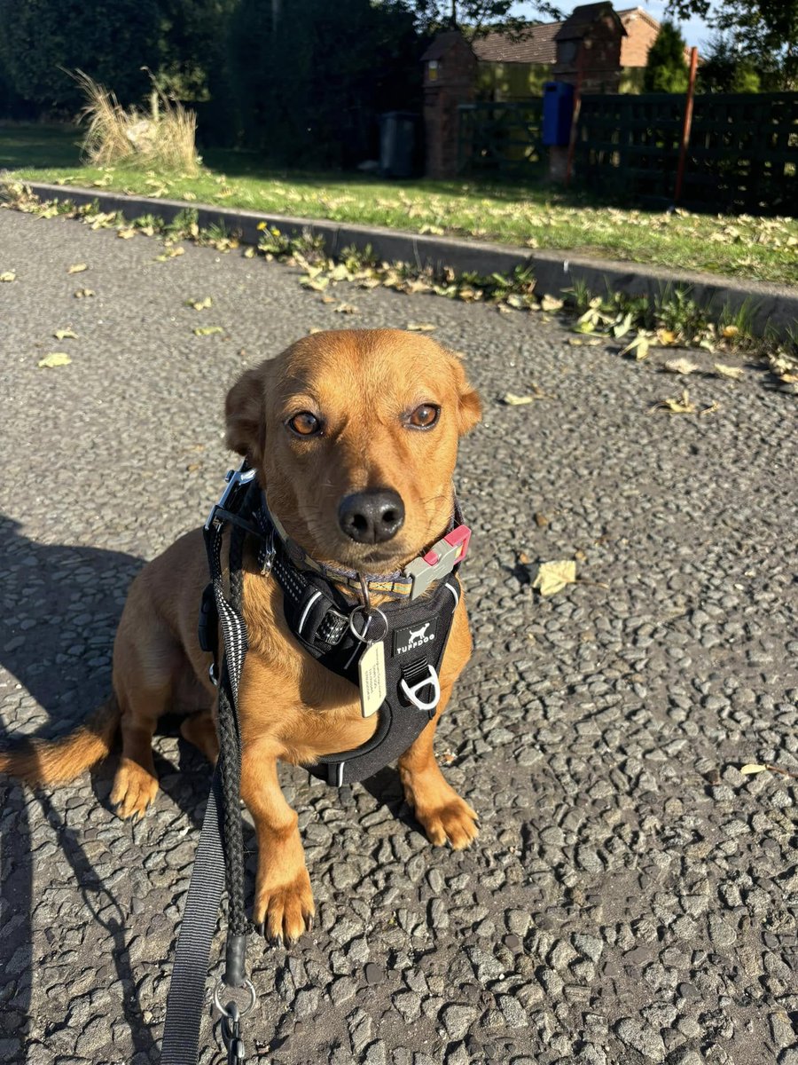 rescuedoggypaws's tweet image. Time to remind you about LANI  who is in #Lincolnshire and AVAILABLE TO ADOPT
This little lady is a super loving friendly girl, She is around 3.5 years old
She is great on walks, good with other dogs and loves a good cuddle but she can be very shy to start off
#Grimsby #hull