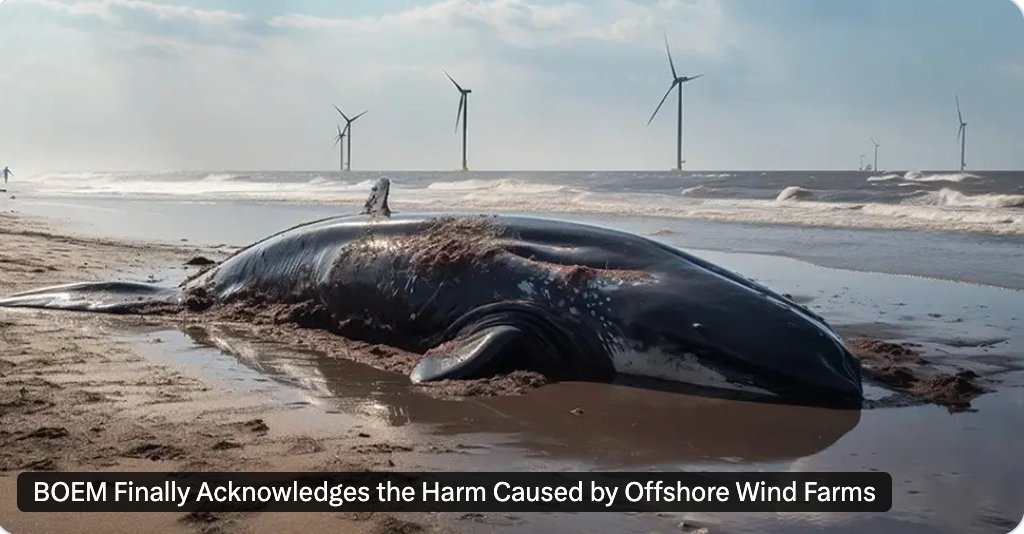 saveLBIorg's tweet photo. RECKLESS: Legal challenges, public pushback, and new research force BOEM to finally admit the harm caused to marine mammals and our ecosystem by  offshore wind. Should the rapid expansion of OSW be allowed to continue unabated? We say NO! #SaveLBI https://t.co/WrVXblFDkL