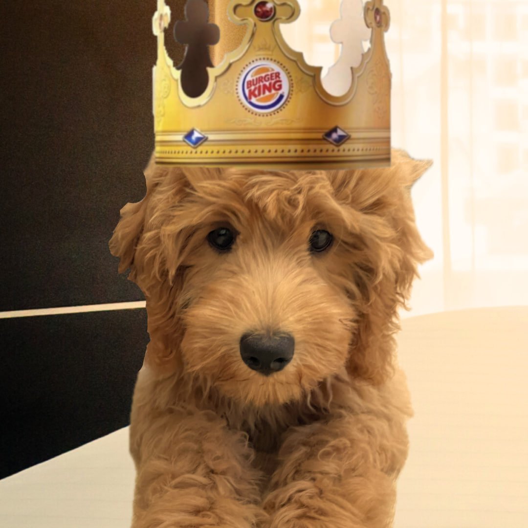 Dolly 🐩 tweet media