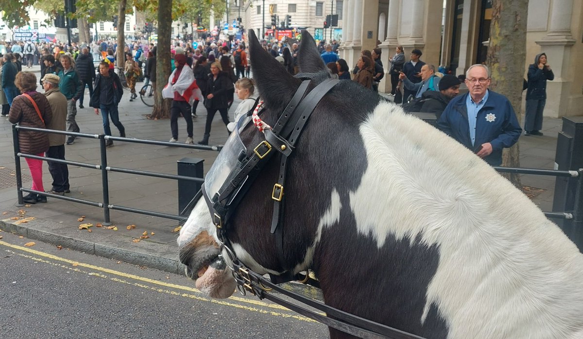 CityHorses's tweet image. Following a busy day yesterday assisting @MetTaskforce with several protests, #PHGilbert and #PHPollard had a quiet patrol today around @StPaulsLondon before a bit of grass on their way home.  325CP