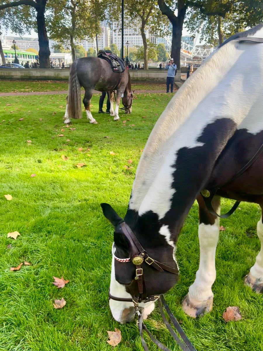 CityHorses's tweet image. Following a busy day yesterday assisting @MetTaskforce with several protests, #PHGilbert and #PHPollard had a quiet patrol today around @StPaulsLondon before a bit of grass on their way home.  325CP