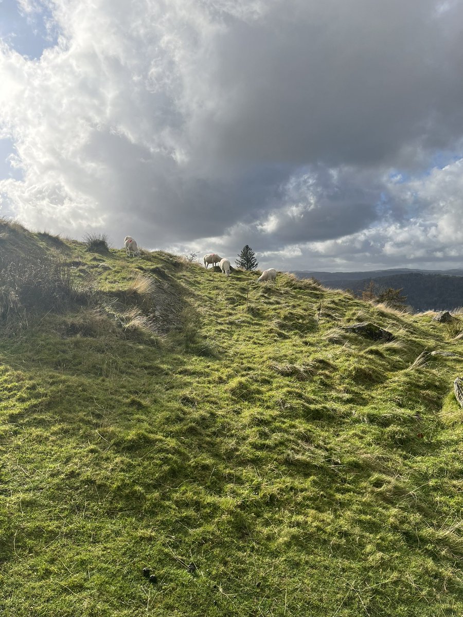 Mr Humanities tweet media